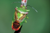 Acanthosoma haemorrhoidale