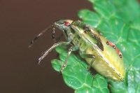 Cyphostethus tristriatus juv.