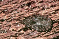Aradus conspicuus