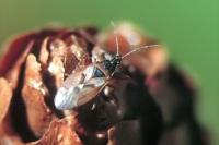 Gastrodes abietum