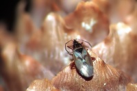 Gastrodes abietum