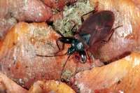 Gastrodes grossipes