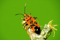 Lygaeus equestris