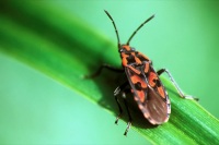 Lygaeus saxatilis