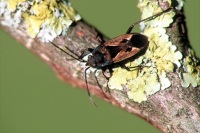 Rhyparochromus phoeniceus