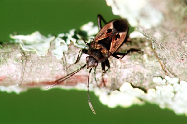 Rhyparochromus phoeniceus