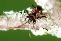 Rhyparochromus phoeniceus