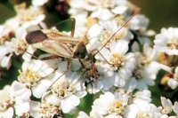 Adelphocoris lineolatus