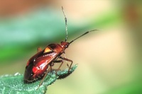 Deraeocoris ruber