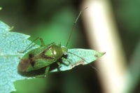 Lygocoris viridis