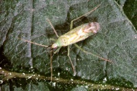 Macrolophus rubi