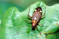 Rhabdomiris striatellus