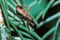 Himacerus apterus