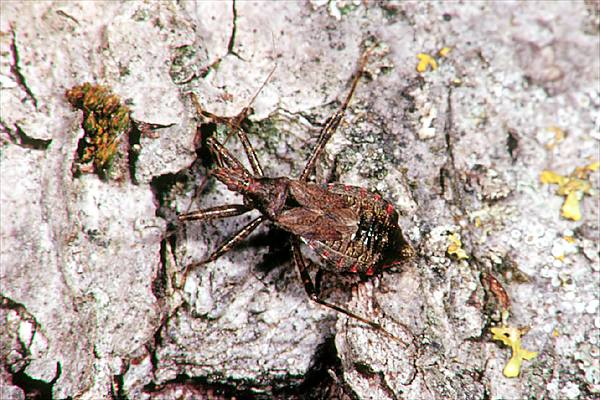 Himacerus apterus