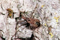 Himacerus apterus