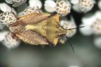 Carpocoris fuscispinus
