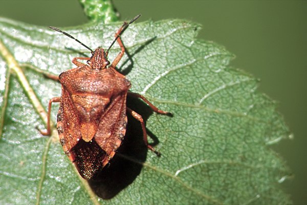 Carpocoris fuscispinus