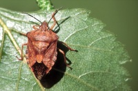 Carpocoris purpureipennis