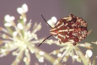 Carpocoris purpureipennis juv.