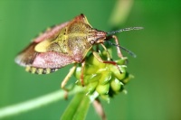Carpocoris purpureipennis