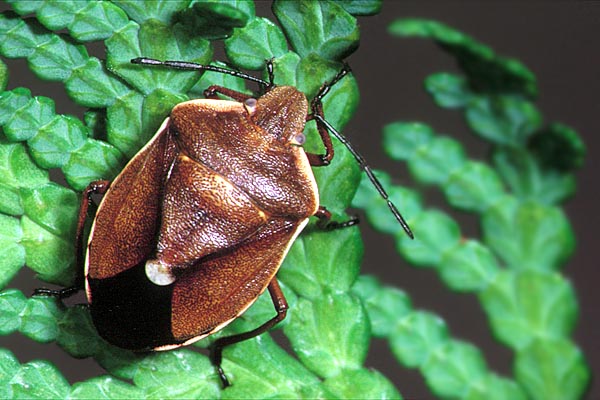 Chlorochroa pinicola