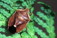 Chlorochroa pinicola