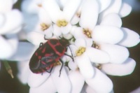 Eurydema rotundicolle