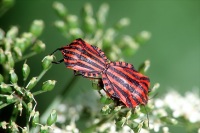 Graphosoma lineatum