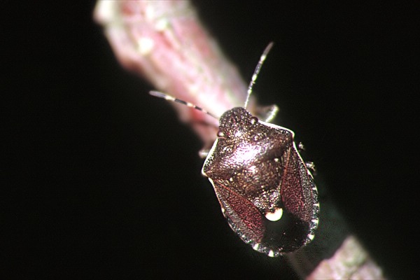 Holocostethus sphacelatus