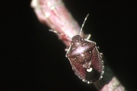 Holocostethus sphacelatus