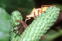 Picromerus bidens