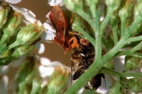 Phymata crassipes
