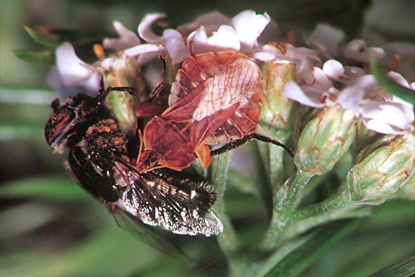 Phymata crassipes