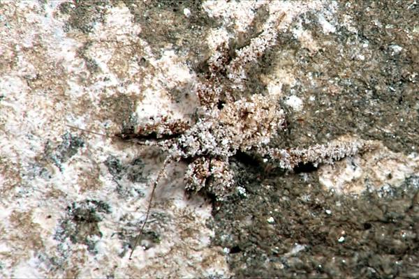 Reduvius personatus