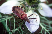 Rhynocoris erythropus