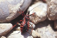 Rhynocoris iracundus