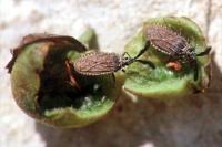Copium clavicorne