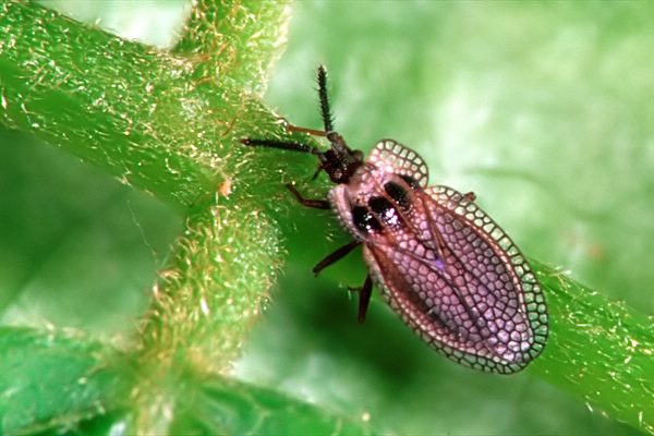 Kalama tricornis