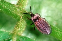 Kalama tricornis