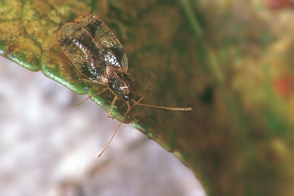 Stephanitis takeyai