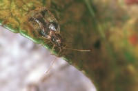 Stephanitis takeyai