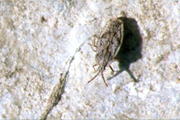 Tingis crispata