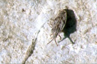 Tingis crispata